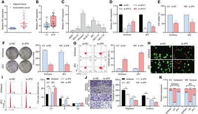 Long non-coding RNA JPX promotes endometrial carcinoma progression via janus kinase 2/signal transducer and activator of transcription 3